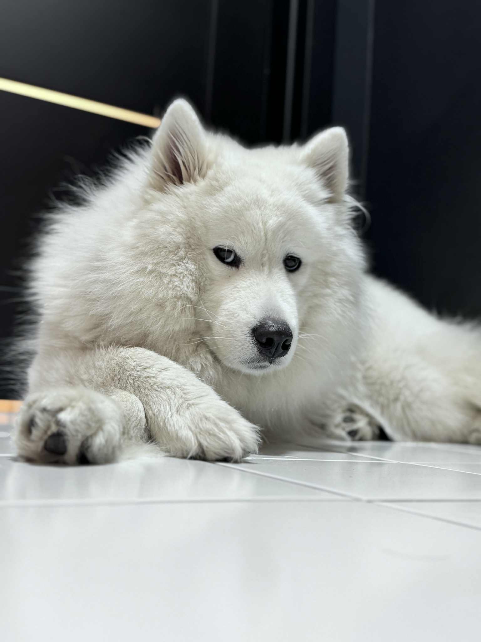 Aria, biały samojed i twarz marki WeterynAria